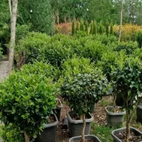 خدمات باغبانی وهرس کاری در سراسر کرج|خدمات باغبانی و درختکاری|کرج, عظیمیه|دیوار