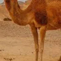 همه جورشتردارم
