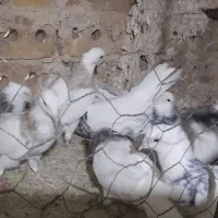 کبوتر طوقی جفتگاه|پرنده|تایباد, |دیوار