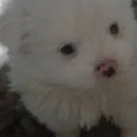 توله  پامرین ناز|سگ|اصفهان, شفق|دیوار