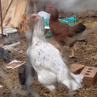 چندتا مرغ لاری جوجه لاری بهترین نژاد