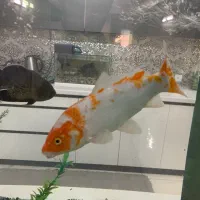 کوی ۲۷ سانتی معاوضه با ماهی