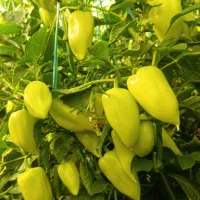 پلاستیک گلخانه دوسال کار