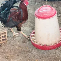 خروس عربی جوان