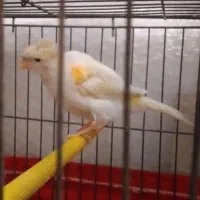 قناری ماده آماده