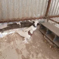 دوتا نر طوقی