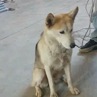 سگ هاسکی نژاد دار