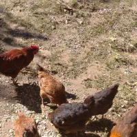 مرغ و خروس