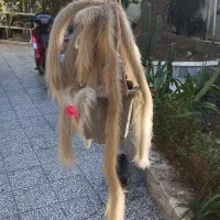 کاکتوس پیوندی کلکسیونی|گل و گیاه طبیعی|سرخرود, |دیوار