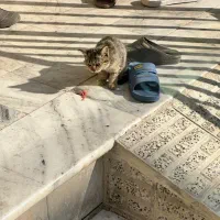 غذای کنسرو گربخ