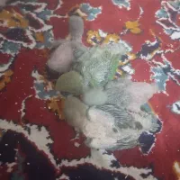 طوطی برزیلی