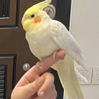 عروس هلندی پر زده
