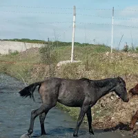 فروش کره نر|اسب و تجهیزات اسب‌سواری|تالش, هشتپر|دیوار