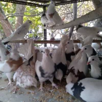 کبوتر طوقی|پرنده|اردکان, |دیوار