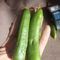 خیار محلی زنجان
