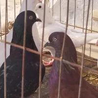 کبوتر پرشی|پرنده|کیش, |دیوار