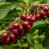 نهالستان عرفان نهال انتخابی مطمئن برای باغداران