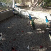 فروش طاووس|حیوانات مزرعه|هشتگرد, فشند|دیوار