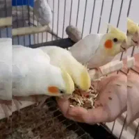 عروس هلندی|پرنده|قم, شاه سید علی|دیوار