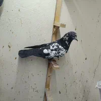 سار اوقون پلاکی