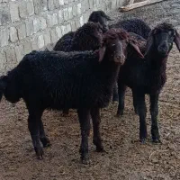 4 راس بره ماده