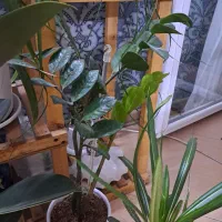 گل طبیعی|گل و گیاه طبیعی|مشهد, شهرآرا|دیوار