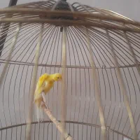 قناری  جیور