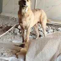 سگ نژاد دار نر|سگ|مشهد, کوی المهدی|دیوار