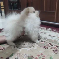 دوعدد پامر ماده|سگ|باغستان, |دیوار