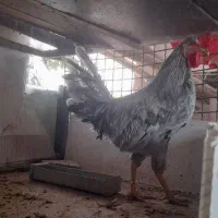 دوتا خروس گلین جوجه امسال ۸ماهه