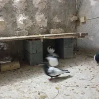 کبوترسینه|پرنده|شیروان (خراسان), |دیوار