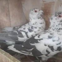 کبوتر  سوسکی