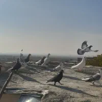 کفتر پرشی|پرنده|زبرخان, |دیوار