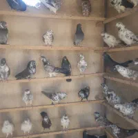کفتر پرشی گرو شده قم