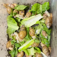 حلزون آلبینو رایگان|خزنده|کیش, |دیوار