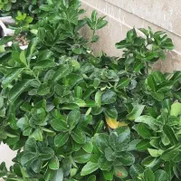 فروش-منزل-تاریخی