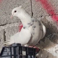 کبوتر