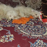 شیتزو ۷ ماهه