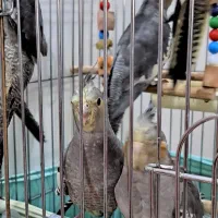 عروس هلندی دستی بازیگوش پرنده تزئینی جوجه|پرنده|تهران, تهرانپارس شرقی|دیوار