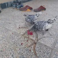 مرغ و خروس مینیاتوری