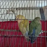 طوطی برزیلی