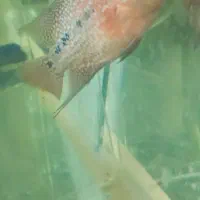 فلاور هورن رد دراگون|ماهی|بجنورد, |دیوار