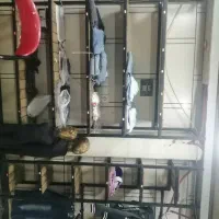 فروش کلیه وسایل مغازه بچه گانه|فروشگاه و مغازه|سردشت, |دیوار