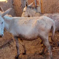 خر فروشی|حیوانات مزرعه|سارال, |دیوار