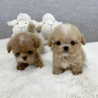 مالتیپو فسقلی|سگ|قم, سیدان|دیوار