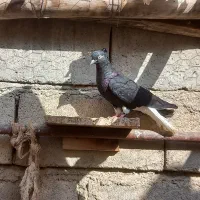 کبوتر دمسفید جوجه طوقی|پرنده|درگز, |دیوار