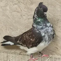 فروش کبوتر گردن لرزون