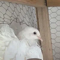 کفتر چتری  نرو ماده