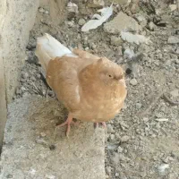 کبوترپرشی|پرنده|انبارآلوم, |دیوار