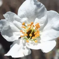 باغبان احداث، تغذیه، هرس، مدیریت آفات و بیماری‌ها